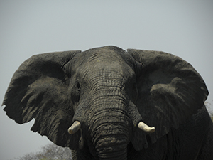 Elephant, Chobe National Park